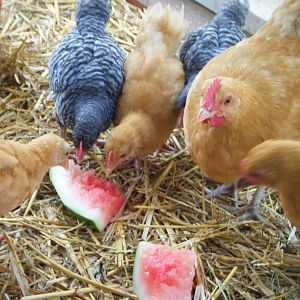 A sweet treat for my little flock - a great way to cool down on a hot, hot, hot day!