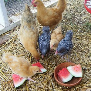 All the ladies are present and accounted for and eager to eat some watermelon. They've lived with us for one week when this photo was taken (arrived the last week of June 2012.