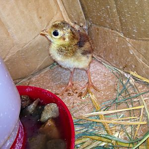 The RG Pheasant that I hatched