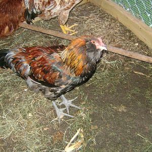 This is Fiona. Don't know if it is a hen or a rooster.