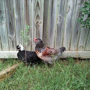 Our Rooster