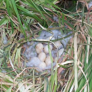 I just found another duck nest today this in the number 3 chocholate muscovy hen to set they have made the best mothers so far I have 22 babies running around from just 2 nests