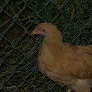 Cockerel I think