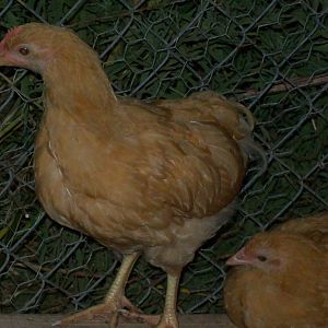 Cockerel left and Pullet on the right
