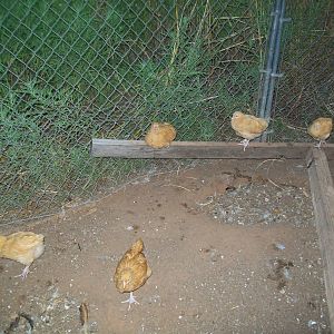 Five more pullets