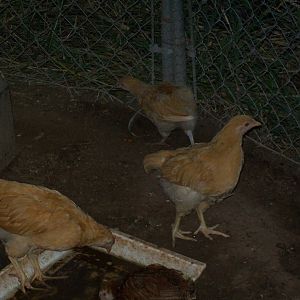 Three Pullets