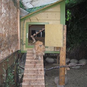 added my old coop to the bantams run so they had their own.