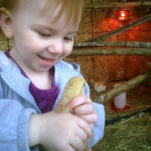 Claire holding a new chick.  She's not squeezing and my hand is under hers.  I believe in teaching children that animals are not toys for you to play with but creatures with feelings.