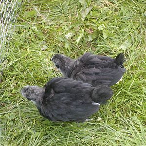3 1/2 week old Black Australorps