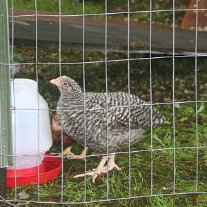 "Lacey" Barred Plymouth Rock 6/2011 -Started to crow, no longer have.