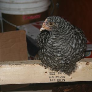 "Frenchy" Cuckoo Marans 7/2011