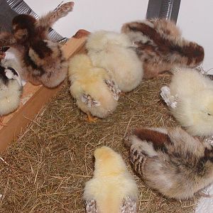 Chicks at 6 days