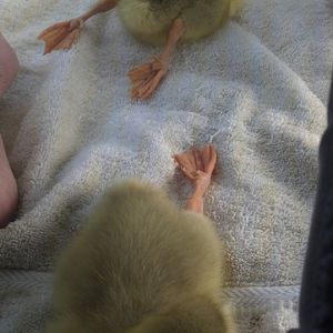 Goslings in heat