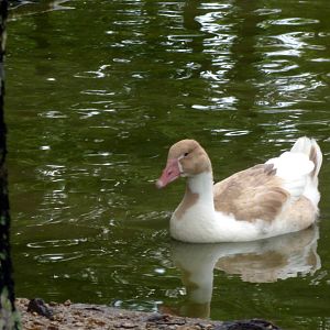 Wonky, out of Kawonu's eggs, as a 4 month old.