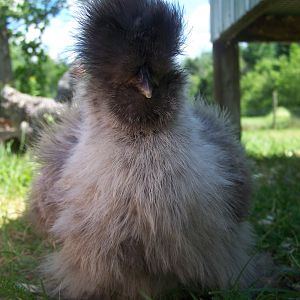 my silver silkie the biggest one
