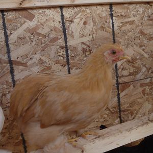 Honey, cochin bantam pullet, about 12 weeks old 1st part of JUly 2012
