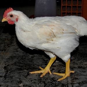 I guess this is a cockerel