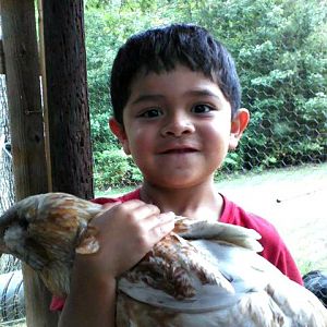 My Grandson Julian holding a chicken for the first time today (7/08/12)!  He's holding Annabell, one of my 13 week old Easter Egger pullets.  She's sooo gentle & was such a good girl for my Grandson to hold.