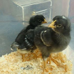 Barred Rocks Willa and Guin
*WIlla crowed @ 10 weeks and is now knows as Willa Wonka