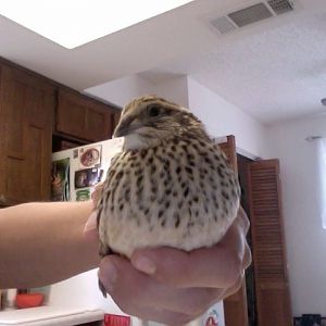 Photo on 2012-07-09 at 13.58 #2.jpg
The attacker