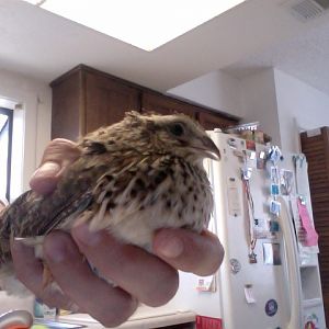 Photo on 2012-07-09 at 14.00.jpg
The attacked