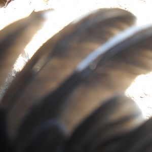 The primary feathers that he has. 2012 hatch birds 007.jpg
