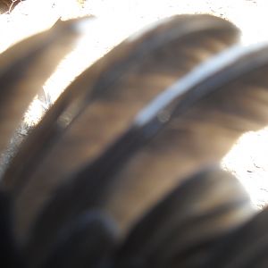 The primary feathers that he has. 2012 hatch birds 007.jpg