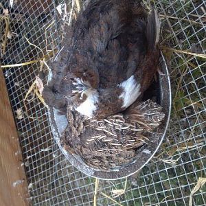 adult trio of Coturnix in a dustbath.