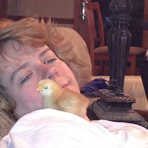 So relaxing to cuddle with the chicks at night.