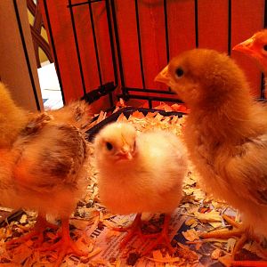 We feared one of our hens was a roo, so we exchanged him / her / it for the little sweetie in the center, Baby. She's still the smallest!