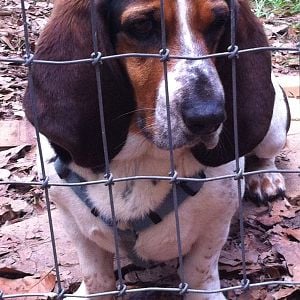 Bassett Hound is thinking, "So close and yet so far away!"