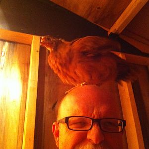 In all fairness to the bird, my husband's head was the highest perch Einstein could reach. SHE thought it was wonderful.