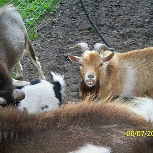 goats!