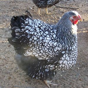 silver laced wyandotte!!