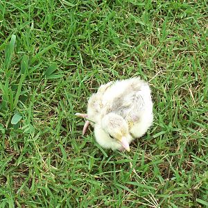 Charcoal pied white-eye
