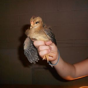 colonel at 2 weeks