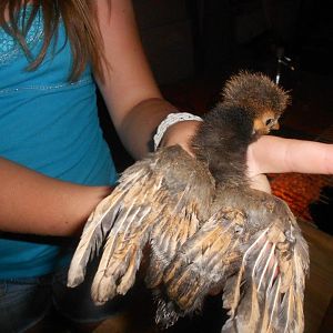 Chance's wing feathers at 3 weeks