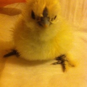 Promise, a white bearded silkie from Huckleberry Farm.