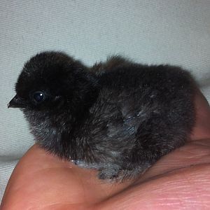 Say hello to my little Brazil, another Black Paint bearded silkie from Huckleberry Farm.