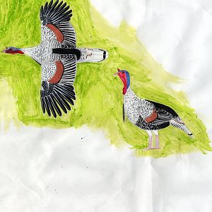 tri-coloured adult male turkey.