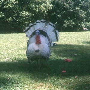 1-year-old tri-coloured male turkey.