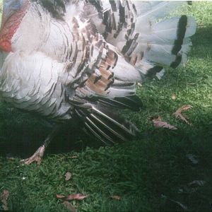 1-year-old tri-coloured male turkey
