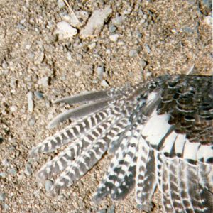 Immature turkey wing.