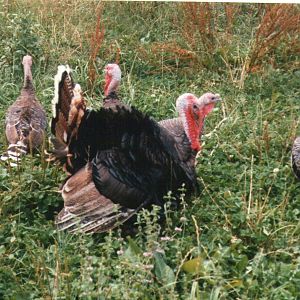 1-year-old male turkey, displaying
