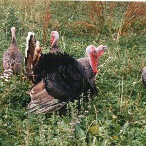 1-year-old male turkey, displaying