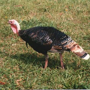 1-year-old male turkey