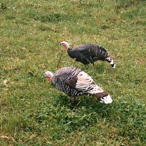 female adult turkey, with pale wing.