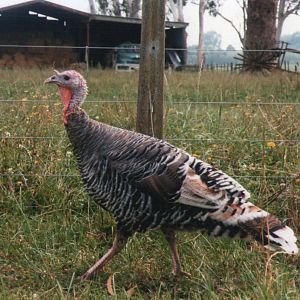 adult female turkey with white wing.
