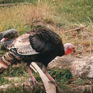 Other 1-year-old male turkey.