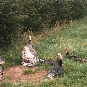 Turkeys.